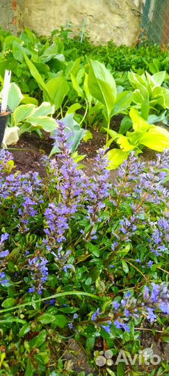 Цветы и кустарники