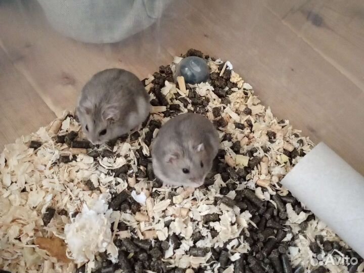 Джунгарский хомяк