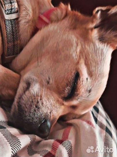 Пëсик - той-терьер