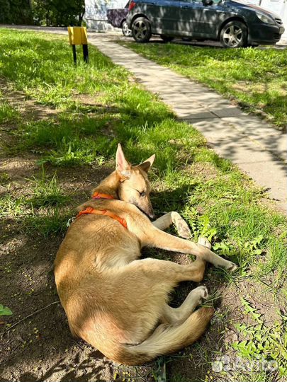 Собака Вега из приюта ищет дом