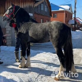 Купить лошадь в Свердловской области: жеребцы, кобылы и жеребята - объявления