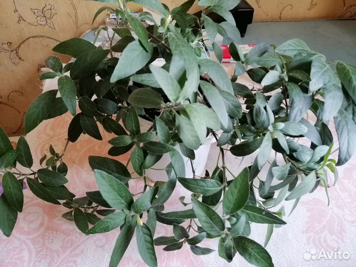 Комнатные цветы