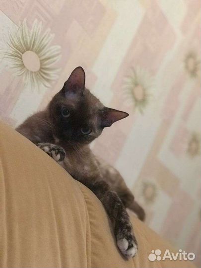 Девон-рекс кошка