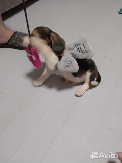 Щенки бигль