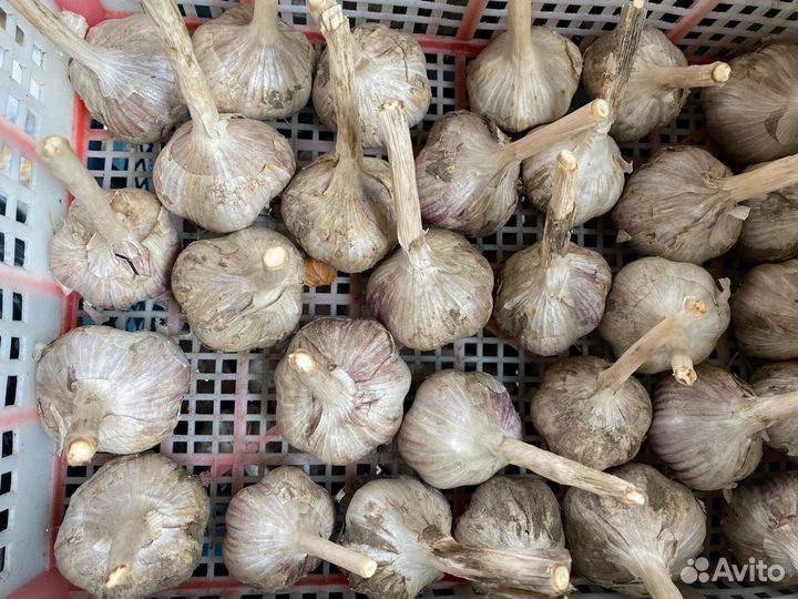 Озимый чеснок на посадку