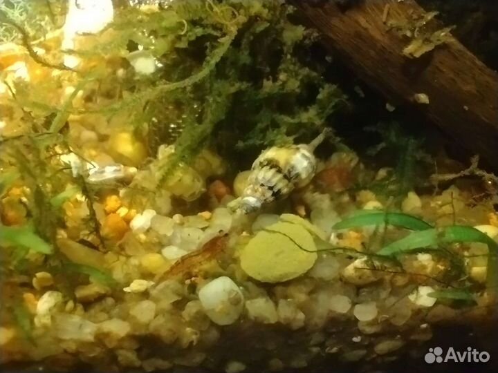 Молодняк Хелен и Вишенок