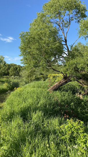 Участок 10 сот. (СНТ, ДНП)