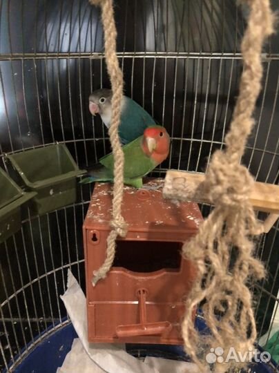Попугаи неразлучники с клеткой