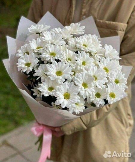 Хризантема белая Кустовые Хризантемы