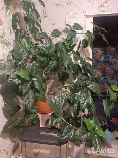 Гибискус 2м,долларовое дерево1.1м