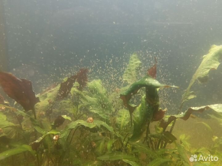 Дафния моина