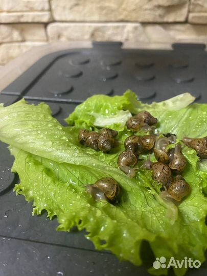 Улитки ахатины