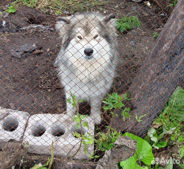 Аляскинский маламут