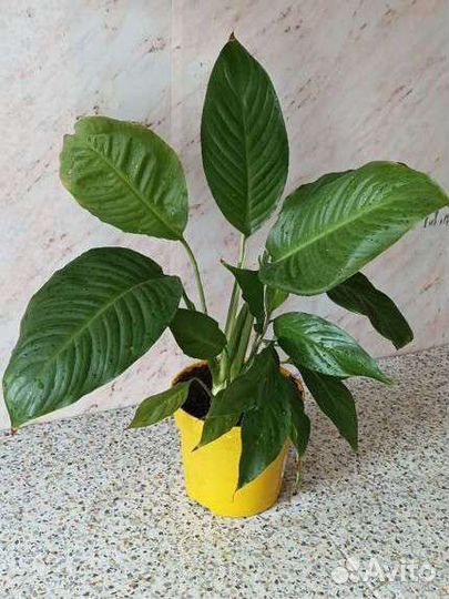 Спатифиллум