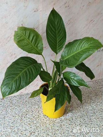 Спатифиллум