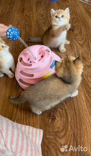 Британские котята золотая шиншилла