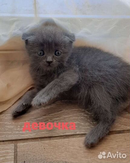 Шотладские котята