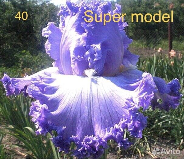 Ирисы сортовые бородатые высокие