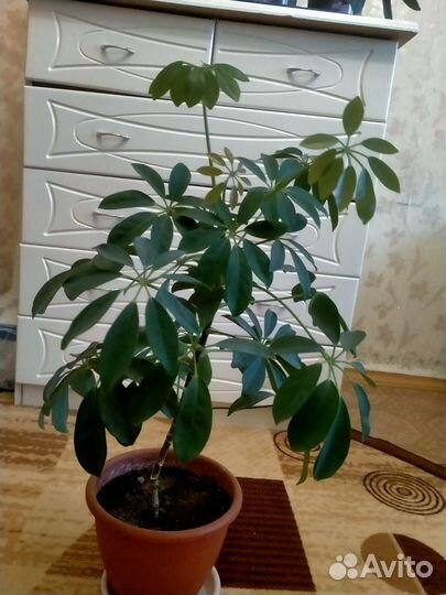 Комнатные цветы