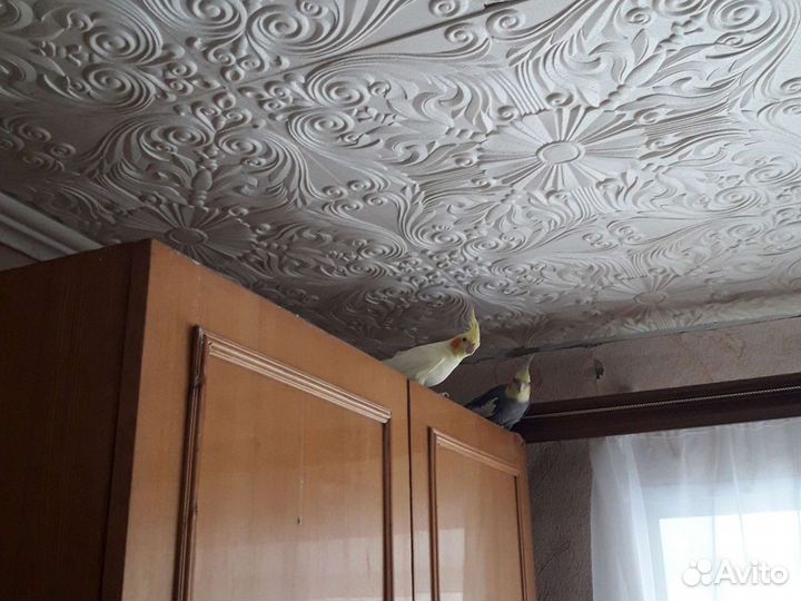 2 Кореллы-пара