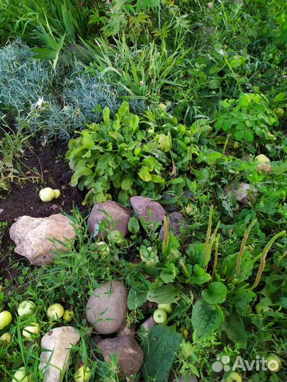 Бадан. Примула