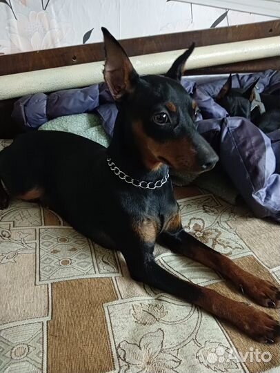 Щенки цвергпинчера