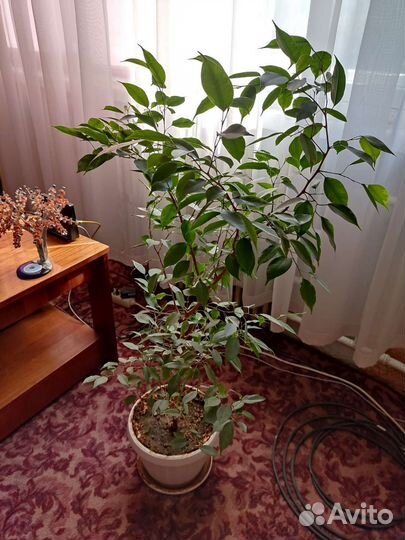 Комнатная берёза