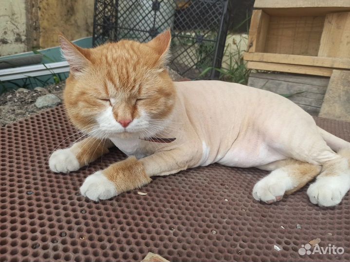 Груминг кошек выезд на дом