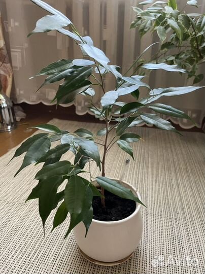 Фикус бенджамина