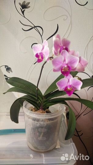 Орхидея фаленопсис биг лип