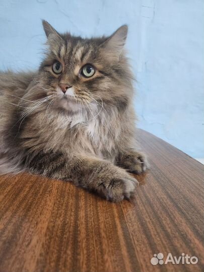 Кот в добрые руки