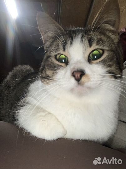 Котята в добрые руки мальчики