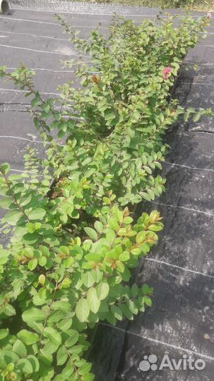 Лагерстремия