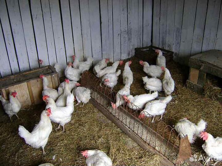 Куры молодки, бройлеры в Крупском