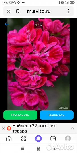 Пеларгония Fee Cerise Polina