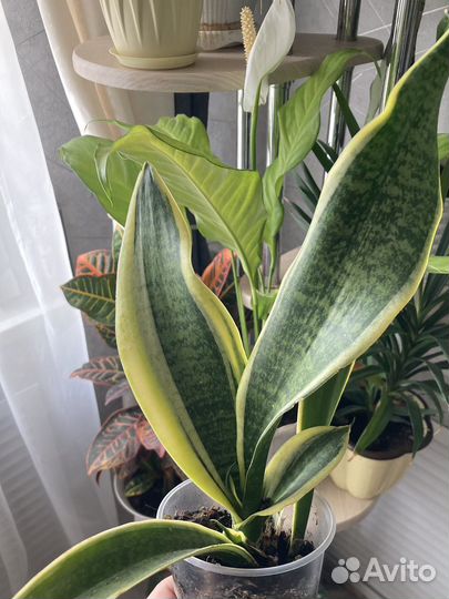 Комнатные цветы