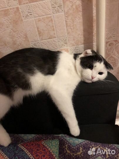 Британский вислоухий Кот вязка