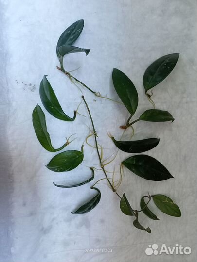 Замиокулькас