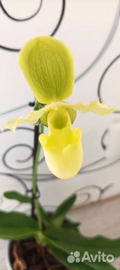 Орхидея,пафиопедилум,цветущий