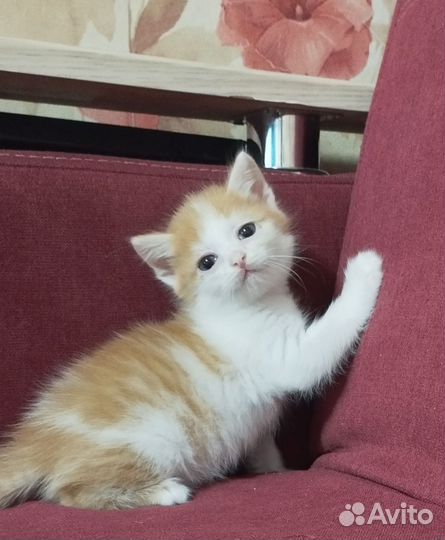 Котики бесплатно