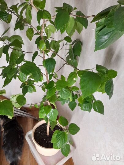 Продам цветок китайская роза,полная