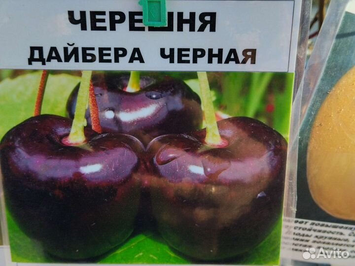 Саженцы плодовых деревьев