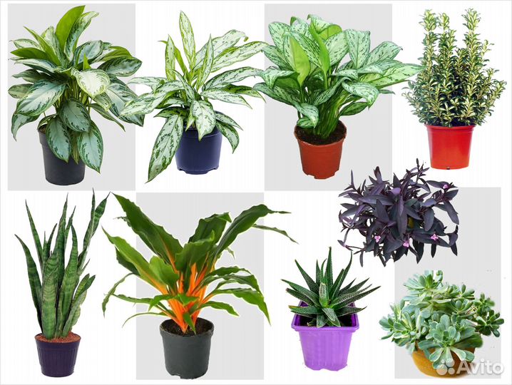 Аглаонемы, суккуленты, бересклет и др Цены от