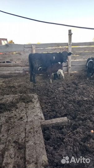 Корова дойная с теленком