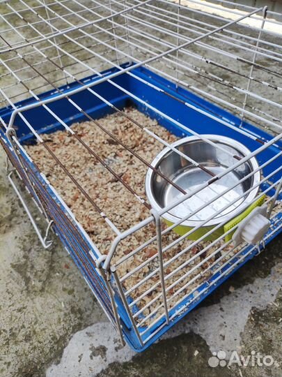 Морская свинка