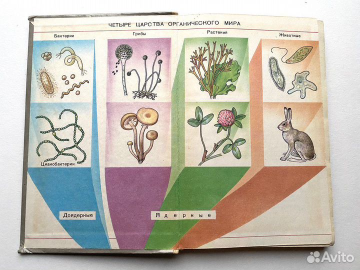 Биология 6-7 класс Корчагина