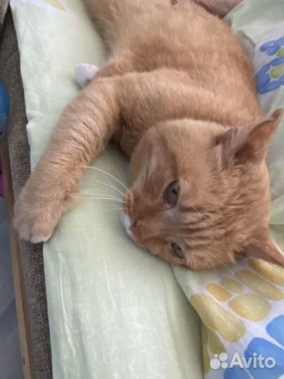 Отдадим кота в добрые руки