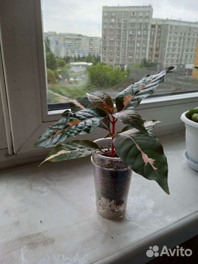 Граптофиллум
