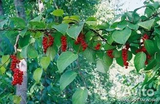 Лимонник саженцы удачное приобретение