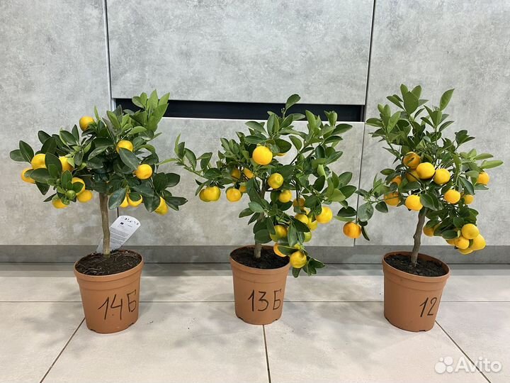 Мандариное дерево